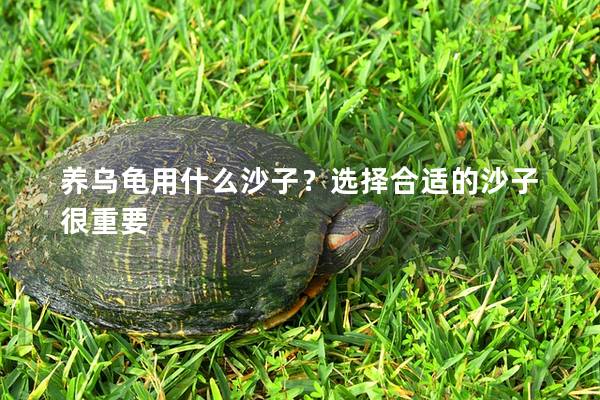 養烏龜用什么沙子？選擇合適的沙子很重要